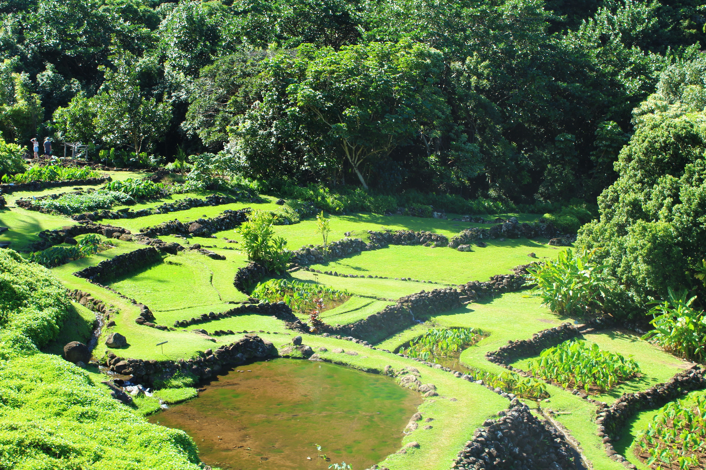 Cultivated taro fields within Limahuli Garden showcasing Hawaiian agriculture.